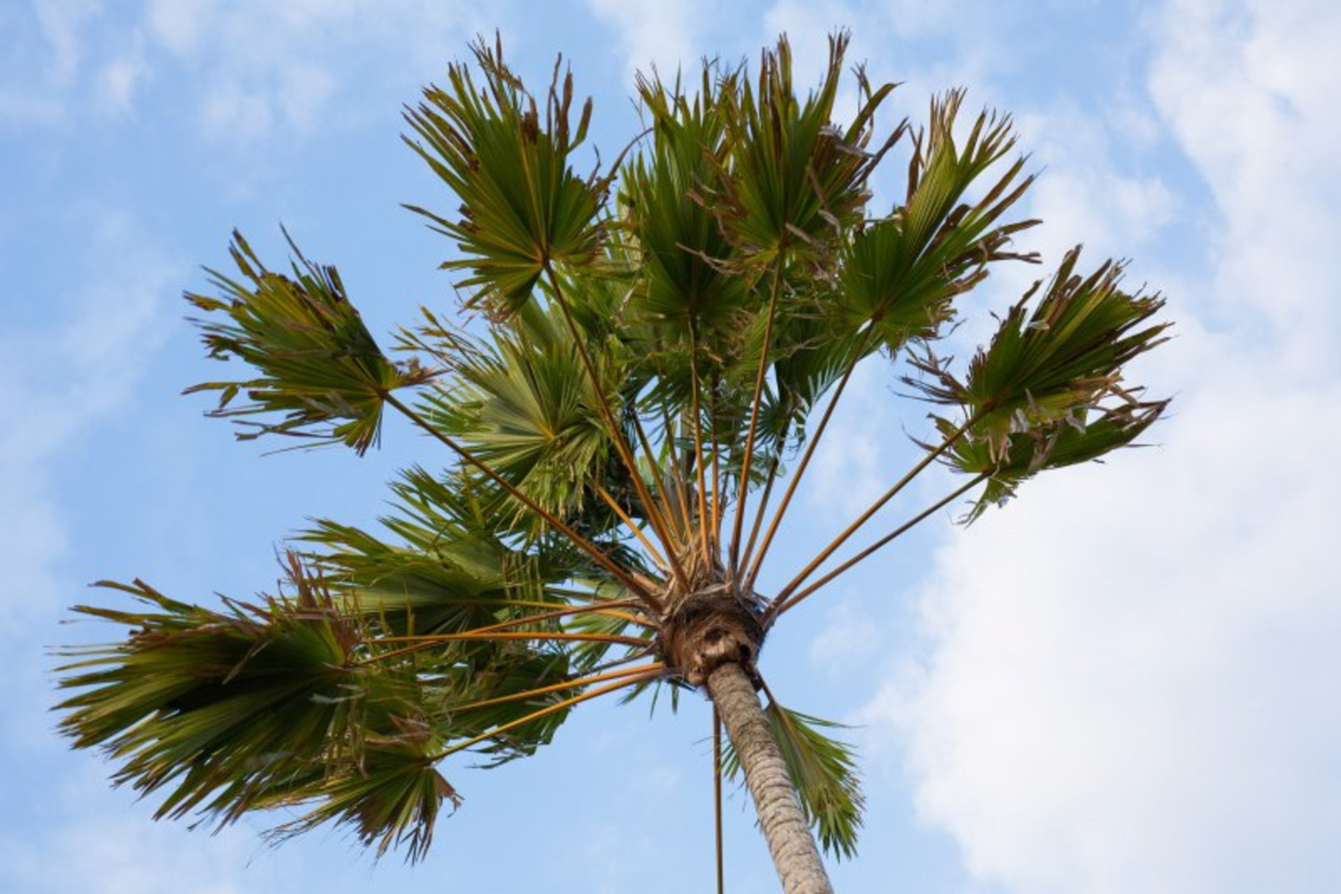 Najemite luksuzno vilo na Baliju blizu plaže, Bali Villa 1008