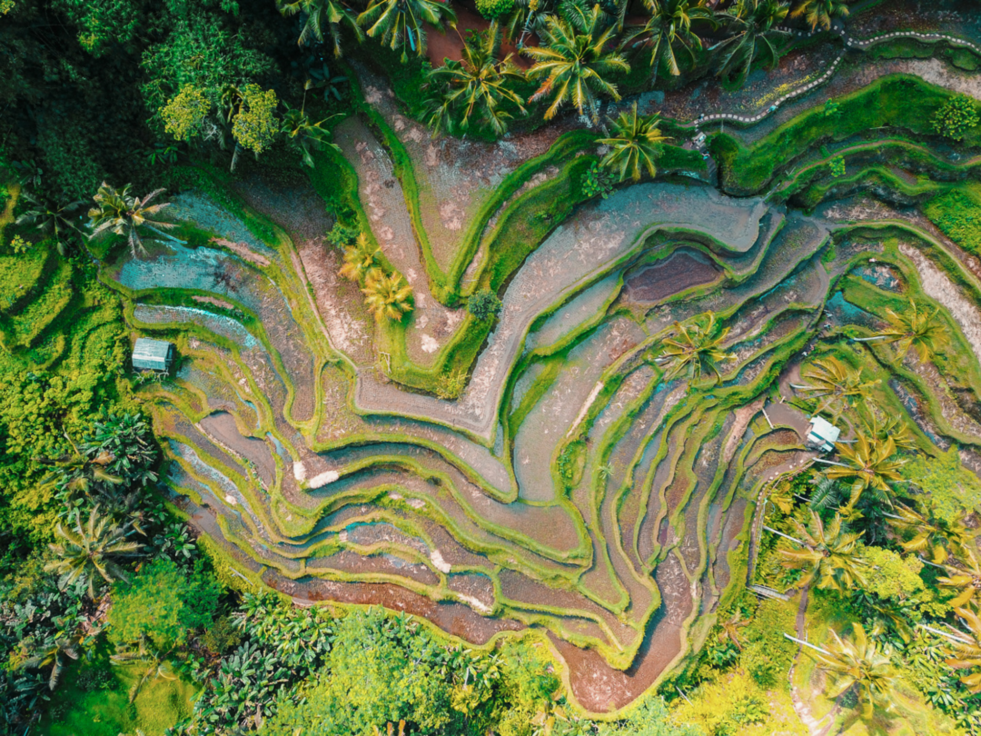Predstavljajte si najem luksuzne počitniške vile z 2 spalnicama v bližini glavnih znamenitosti Seminyaka, Bali Villa 1147