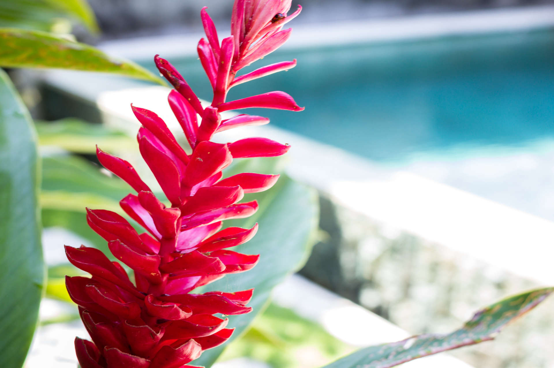 Najemite luksuzno vilo na Baliju blizu plaže, Bali Villa 2074