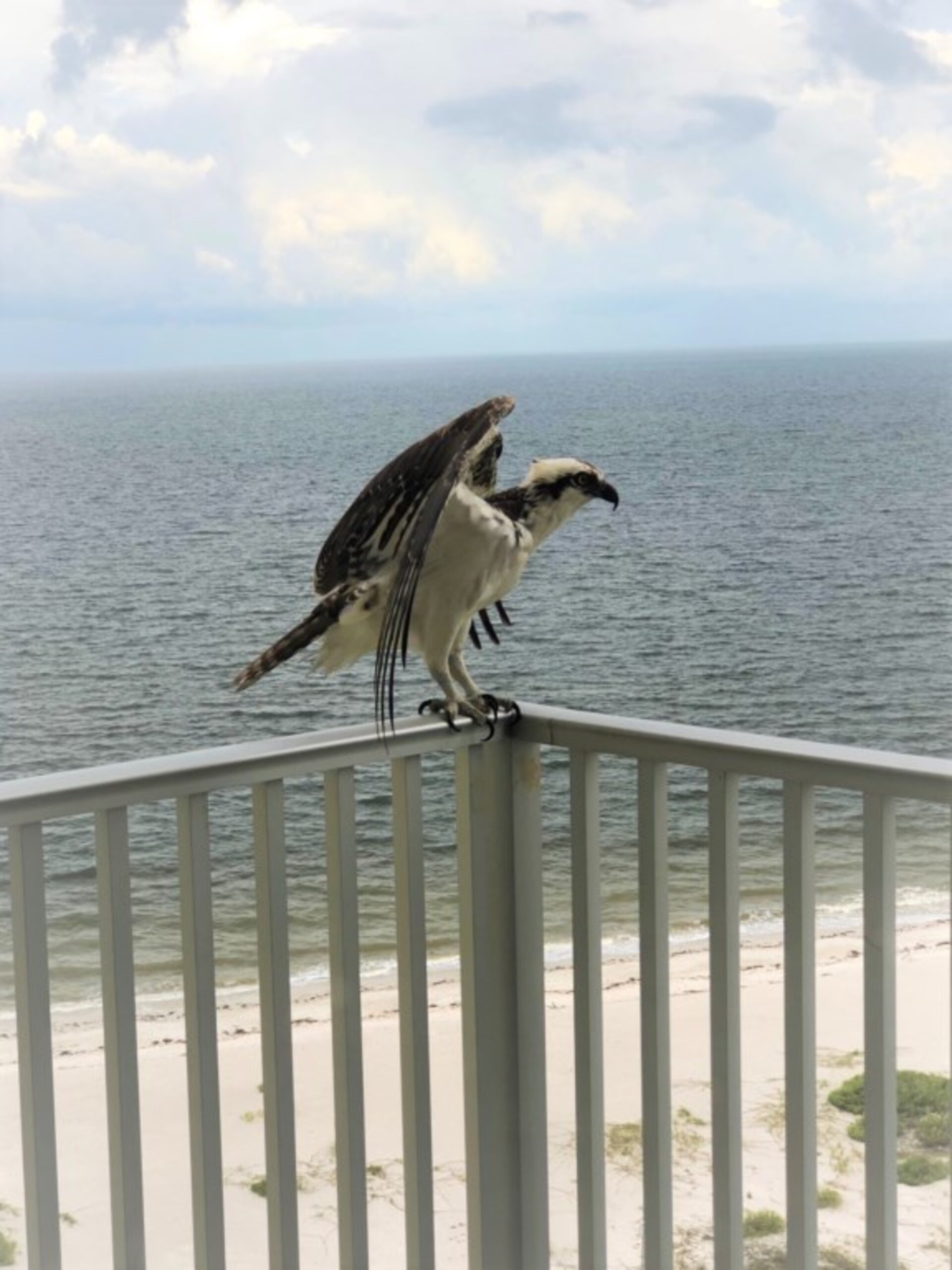 Stanovanje s 5 zvezdicami v enem najprestižnejših območij v Estero Beach & Tennis, Florida Condo 5946