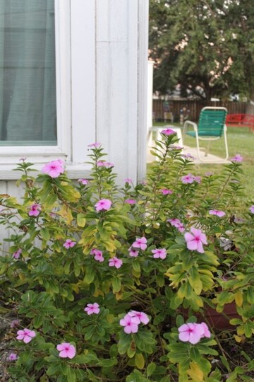 Ekskluzivna hiška v enem najprestižnejših letovišč, Collier County, Florida Cottage 4062