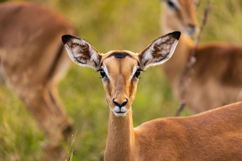 Ulusaba_Cliff 1030