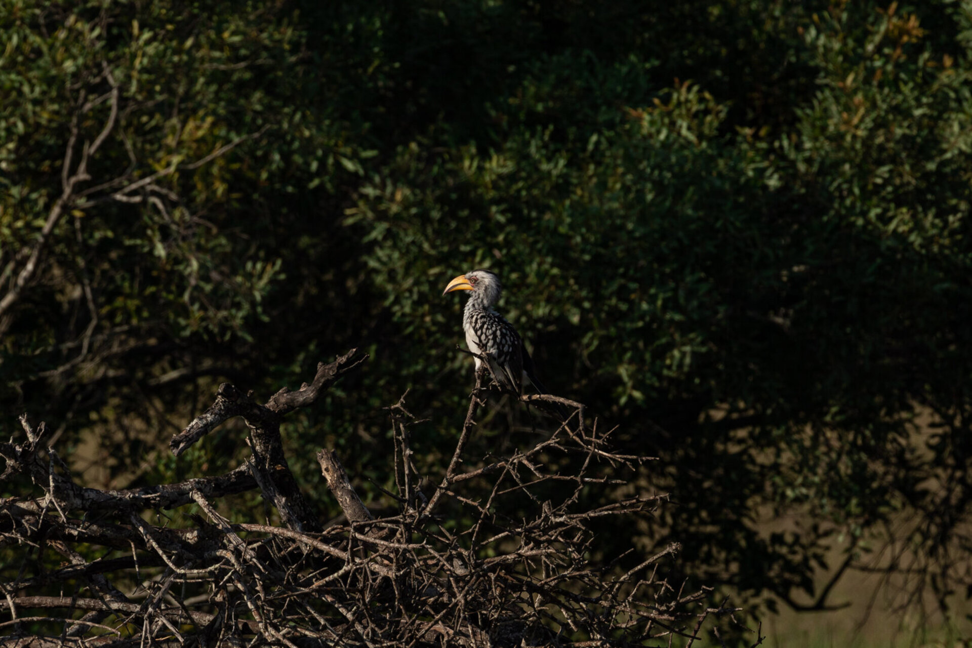 Ulusaba_Cliff 1030
