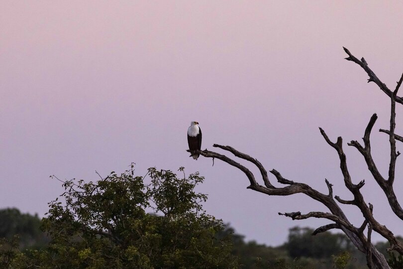 Ulusaba_Cliff 1030