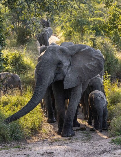 Ulusaba_Cliff 1030