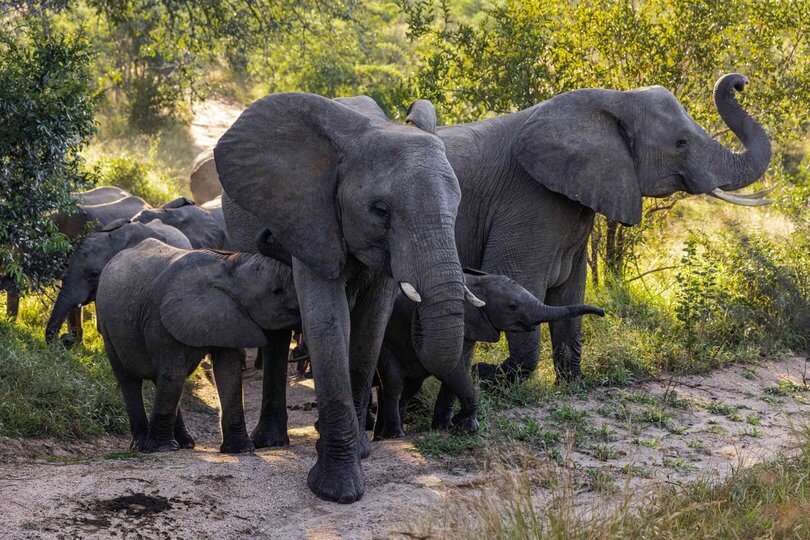 Ulusaba_Cliff 1030