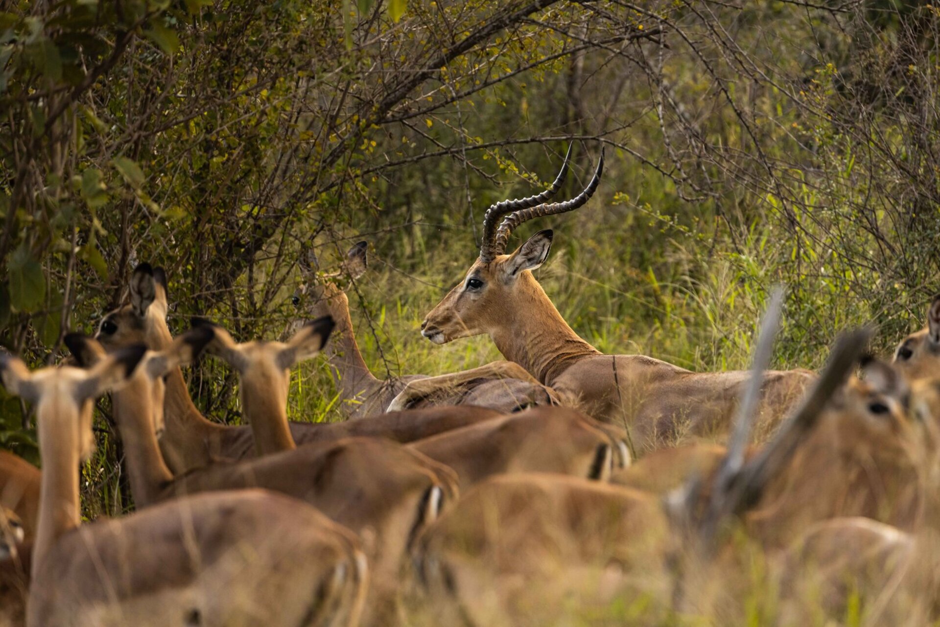 Ulusaba_Cliff 1030