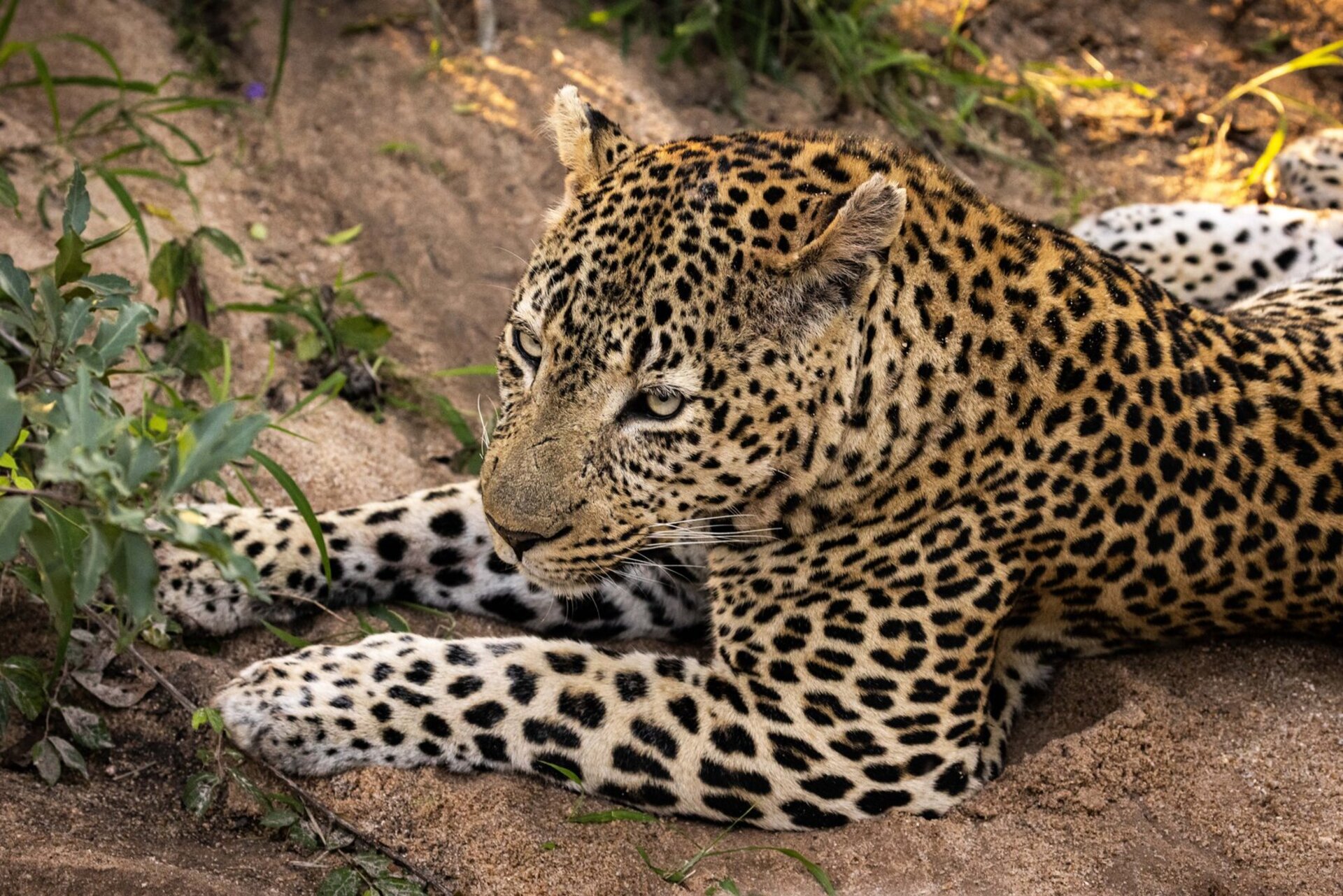 Ulusaba_Cliff 1030