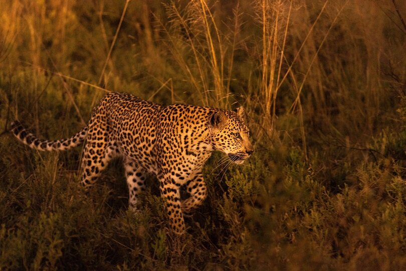 Ulusaba_Cliff 1030