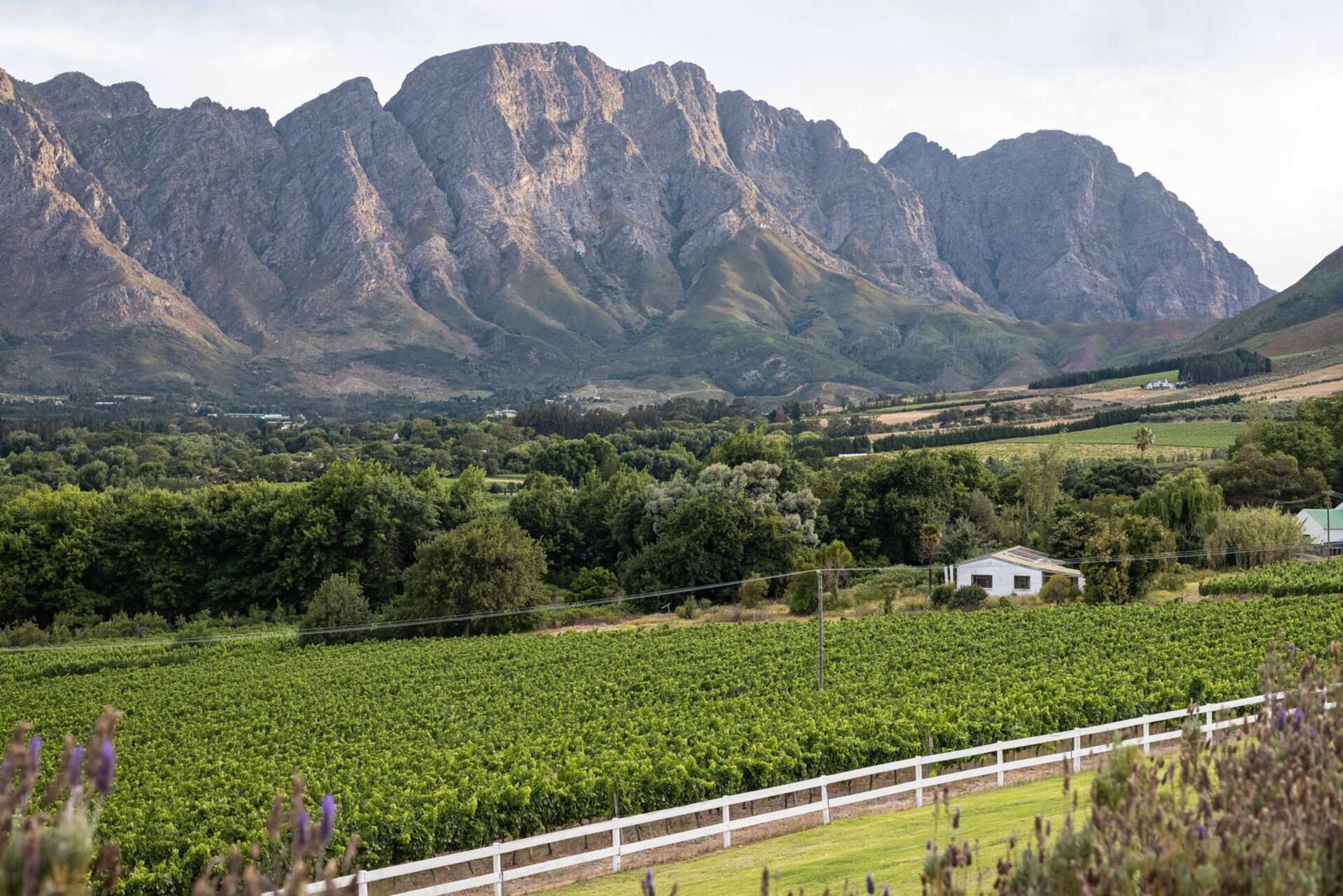 Cap Classique Vineyard Pool Suites with Private Pool 1043