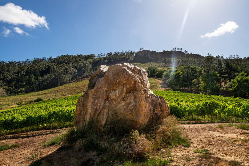 Cap Classique Vineyard Pool Suites with Private Pool 1043