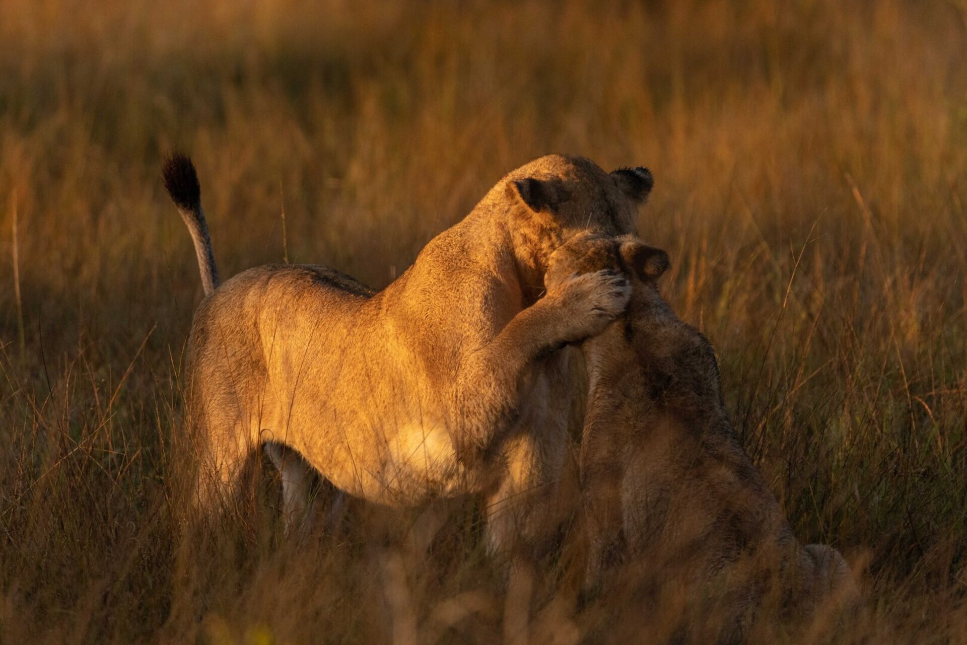 Private Safari Escape 1054