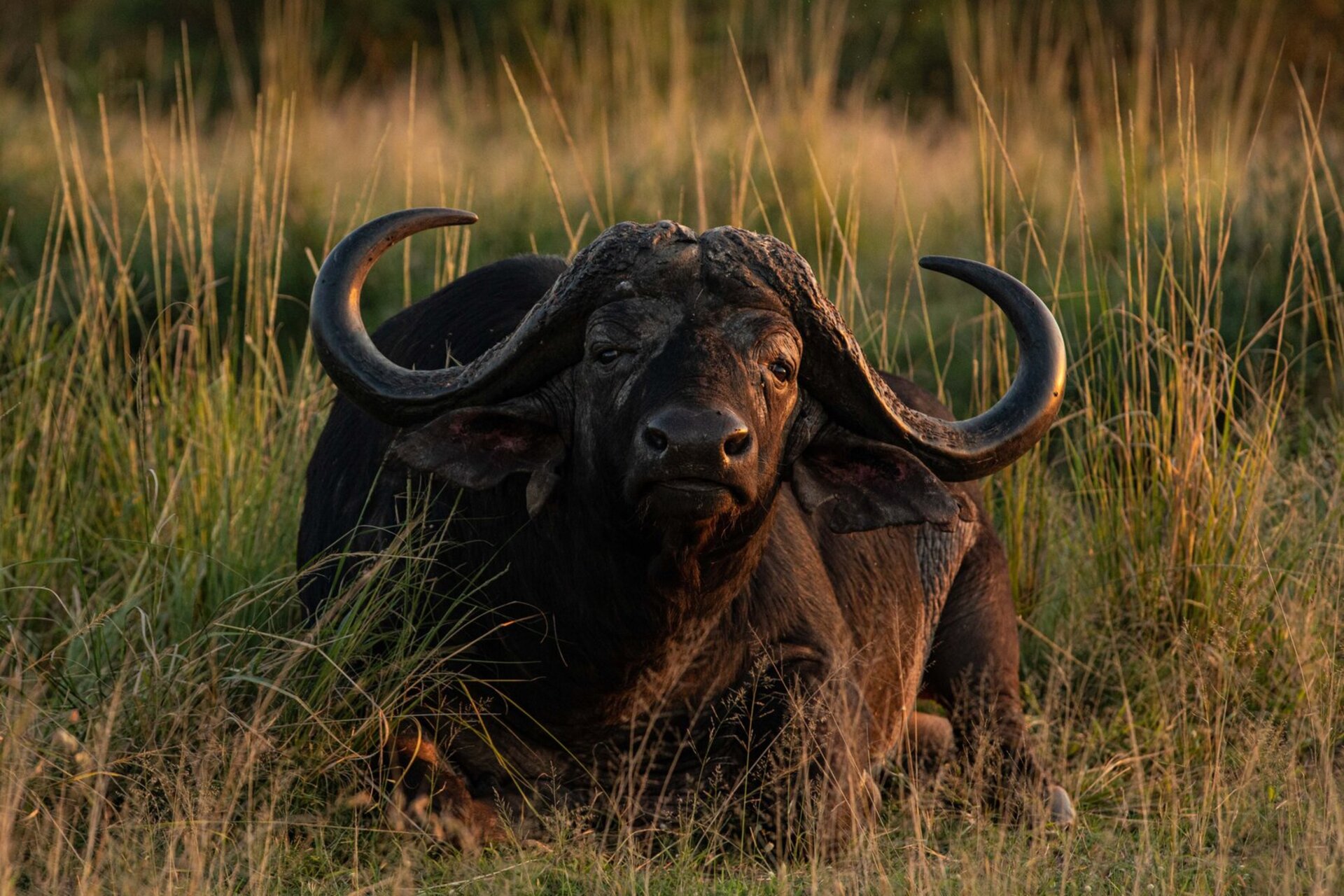 Private Safari Escape 1054